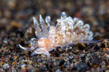 Naklejka na ściany i meble Baeolidia salaamica - nudibranch (sea slug). Underwater macro world of Tulamben, Bali, Indonesia.