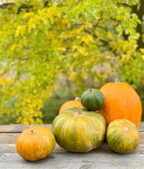 pumpkin close-up on a autumn background. banner for halloween and thanksgiving day. autumn vegetables. Harvest season concept. 
