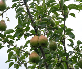 Ripe pears on a tree in the garden. Pears on trees.