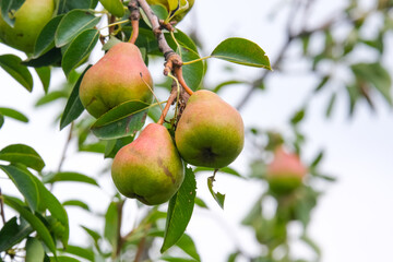 Ripe pears on a tree in the garden. Pears on trees.