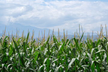 Corn flowers, cornfield. Landscape of cornfield and sky.