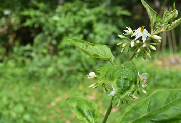Close up of Thibbatu or plate brush flower cluster with lots of buds