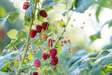 Ripe juicy raspberries on a bush. Beautiful berries in the garden.