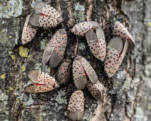 Close-up of swarm of Spotted Lanternflies on Tree in Berks County, Pa.