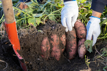 Harvesting sweet potato at the farm. Getting sweet potato tubers out of the ground.