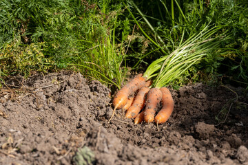 Several carrots with leaves lie on the plowed ground near the carrot patch.
