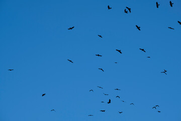 Abstract background with birds in the sky. Black crows are circling against the blue sky.