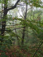 Foggy forest with nice greens after rain smoke