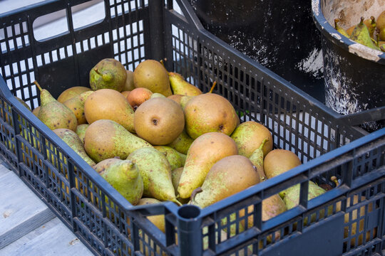 Juicy and ripe pears in a paint bucket and a plastic crate, harvested in autumn, stocked for winter