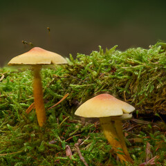 Toadstools on a mossy log.