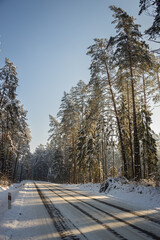 winter forest landscape with snow