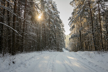 winter forest landscape with snow