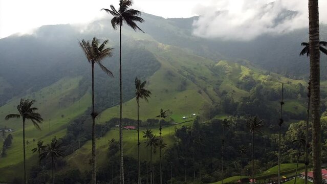 aerial drone view of the Cocora Valley in the cafetera area near Salento coffe  region  - the tallest wax palm plants in the world and the fantastic nature of Colombia in South America 