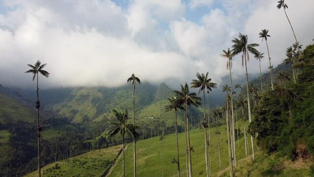 aerial drone view of the Cocora Valley in the cafetera area near Salento coffe  region  - the tallest wax palm plants in the world and the fantastic nature of Colombia in South America 