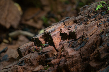 Interesting textures in aging tree trunks.