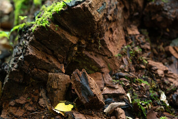 Interesting textures in aging tree trunks.
