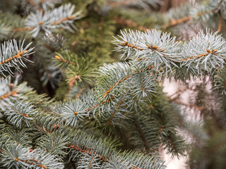 Background of green spruce branches in sunset light