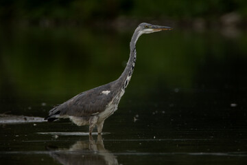 Gray heron standing in water