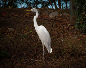 White heron in green dirty pond in autumn day