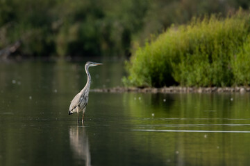 Gray heron standing in water