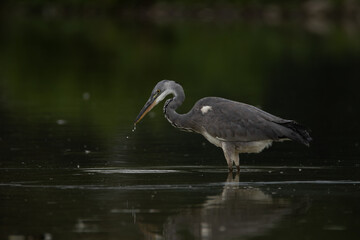 Obraz premium Gray heron standing in water