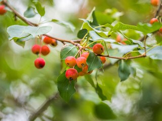 Bright red small wild apples among the yellow leaves in autumn.