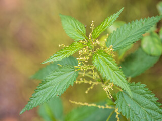 The nettle, Urtica dioica, with green leaves grows in natural thickets. Medicinal wild plant nettle.