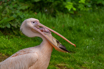 Pink pelican eating fishes with green background