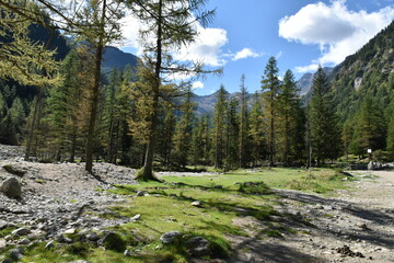 Obraz premium bosco di montagna