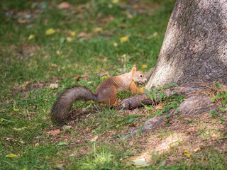 Autumn squirrel with nut sits on green grass with fallen yellow leaves