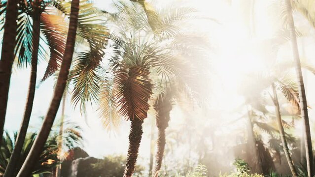 light ray in a Jungle rainforest