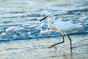 Snowy egret wades thru the coastline of Myrtle Beach South Carolina at sunrise
