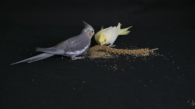 Two gray and yellow cockatiels eat bird food from a saucer