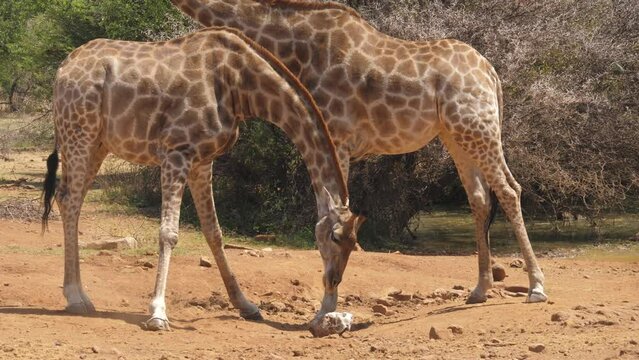 Two adult giraffe stretch and bend down to indulge in mineral lick on dusty floor