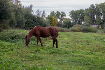A horse grazes on a green meadow. Horizontal frame.