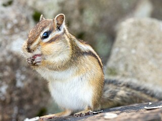 北海道　エゾシマリス　シマリス　リス　　小動物　かわいい　齧歯類