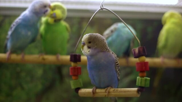 Wavy parrots of different colors in a pet store communicate, clean each other, swing on a swing.