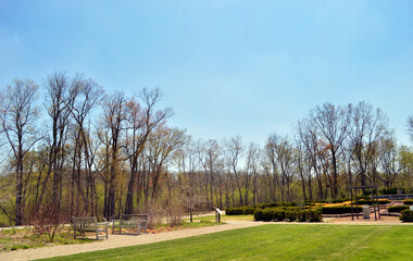 trees in the park after falling leaves