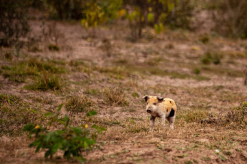 small pig with black spots waiting for its mother by the road