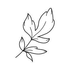 Peony flower leaves. Floral spring botanical branch with leaves. Vector hand drawing garden design element