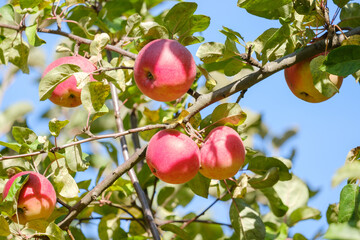 ripe red apples on an apple tree branch