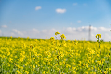 Fleurs de colza devant un champs en fond flou pour huile de colza et carburant éthanol