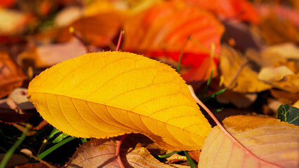 Autumn season. Close-up of a yellow leaf among colorful autumn leaves