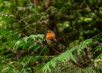 European robin bird