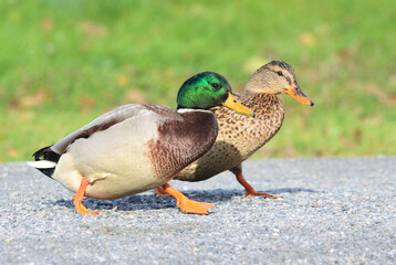 Mallard