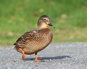Mallard