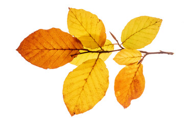 Blätter einer Buche im herbst