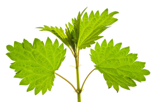 Bl&auml;tter einer Brennessel