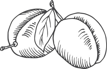 Plum sketch. Garden fruits. Sweet healthy food