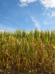 View Of Corn Crop Growing In Field. Corn plants in a cornfield against a a sunny blue sky